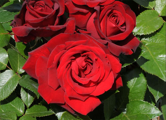 Augststumbra roze Minerva