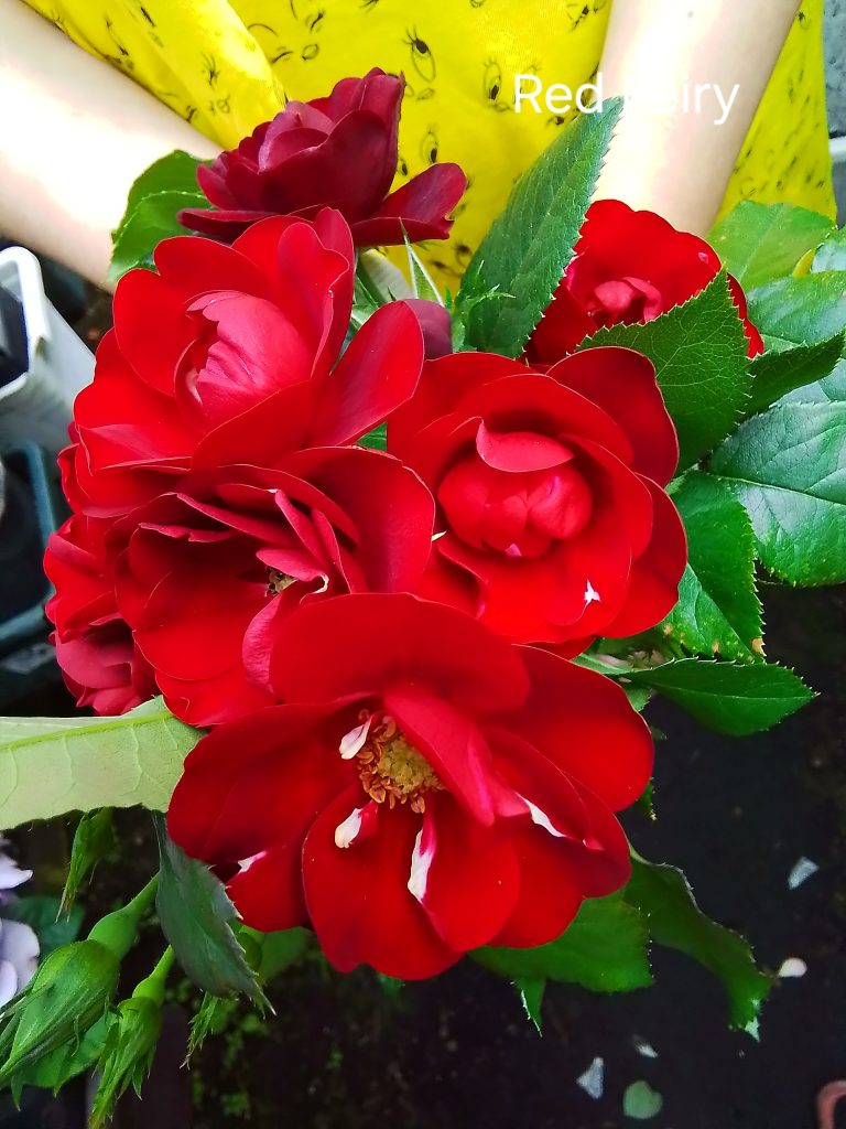 Jubile du Princ Monaco augststumbra roze